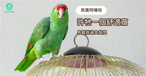 養鳥的人個性|【鳥寶阿囉哈】第一次養鳥就上手，新手鳥爸媽別慌。